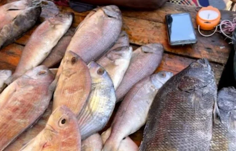 Understanding the dynamics of small-scale fisheries in the northern Inhambane