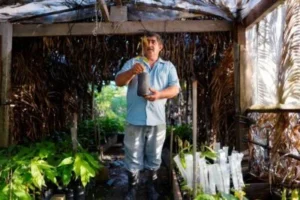 OPINION: Preserve nature or survive: Amazon farmers’ COVID-19 dilemma